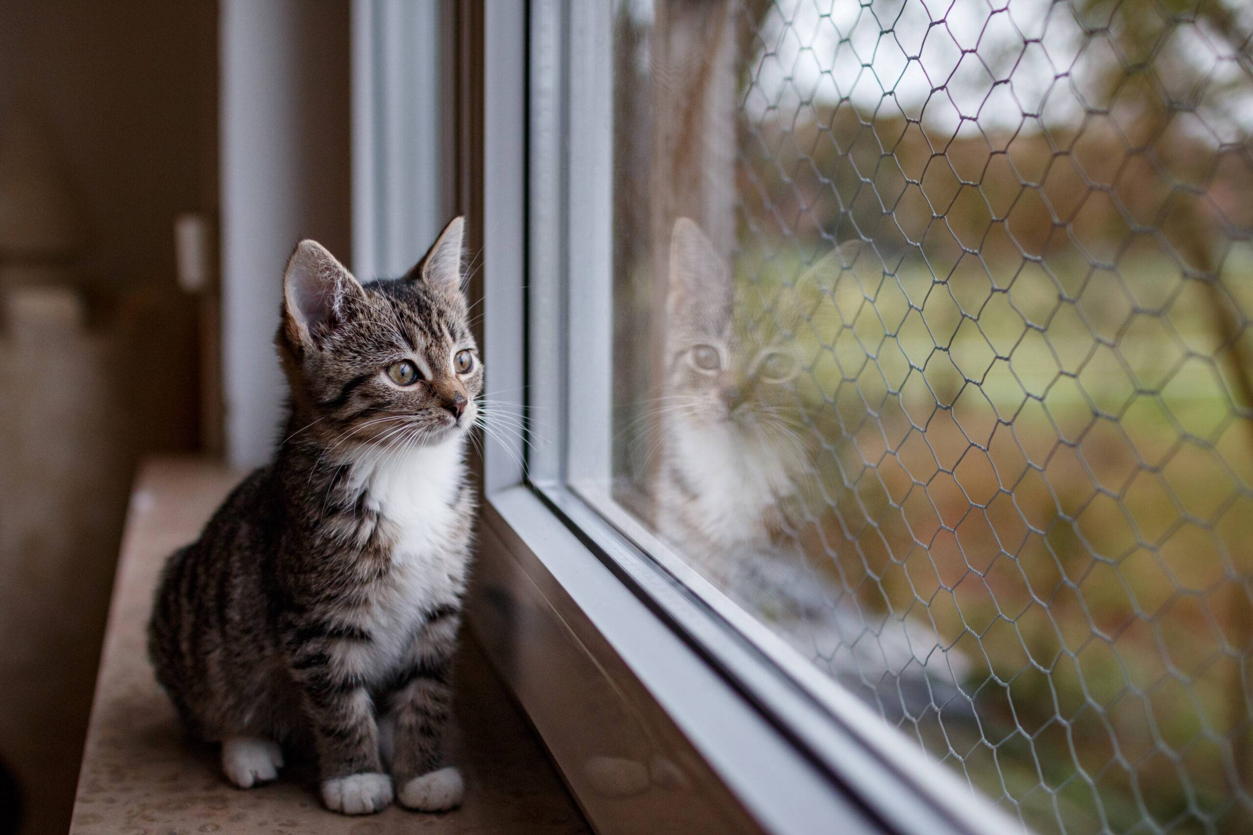 Kleine Katze schaut aus dem Fenster