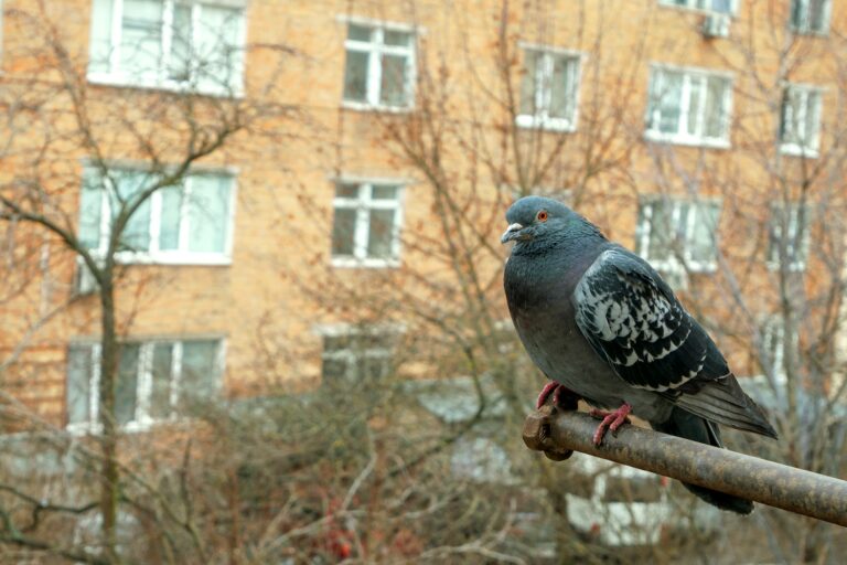Pigeon are sitting on balcony in residential district in city. Close-up.