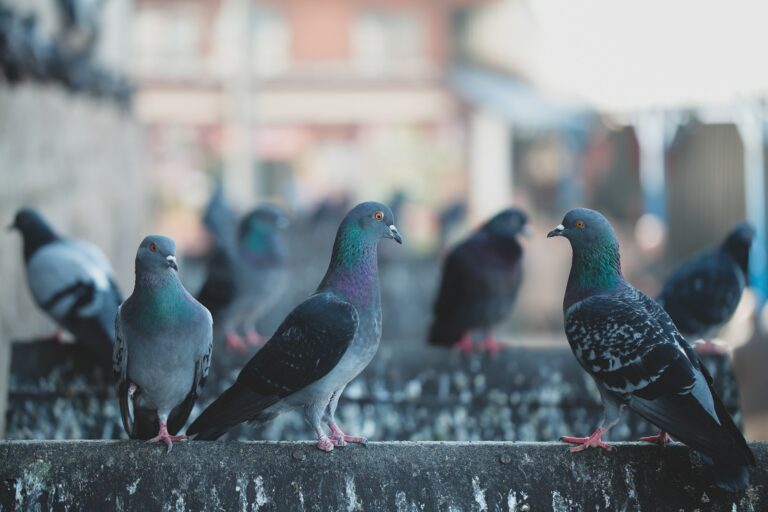 Pigeons sit on the edge of the water fountain